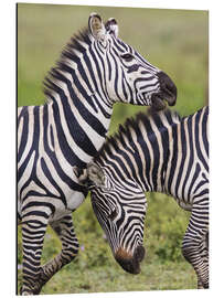 Tableau en aluminium Two burchells zebras, Ngorongoro, Tanzania