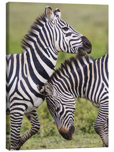 Canvastavla Two burchells zebras, Ngorongoro, Tanzania