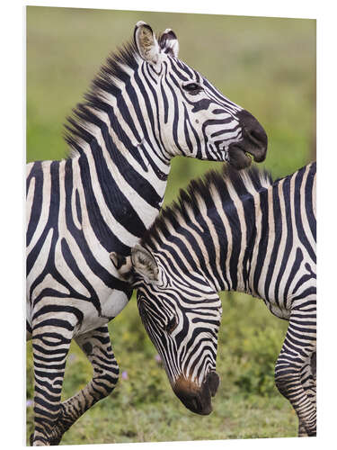 Tableau en PVC Two burchells zebras, Ngorongoro, Tanzania