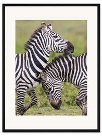 Gerahmter Kunstdruck Zwei Burchell-Zebras, Ngorongoro, Tansania