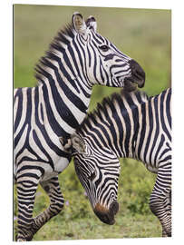 Gallery print Two burchells zebras, Ngorongoro, Tanzania