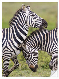 Naklejka na ścianę Two burchells zebras, Ngorongoro, Tanzania