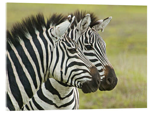 Acrylglasbild Nahaufnahme von zwei Zebras, Ngorongoro, Tansania