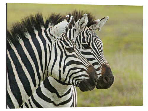 Tableau en aluminium Close-up of two zebras, Ngorongoro, Tanzania