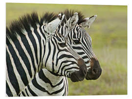 Foam board print Close-up of two zebras, Ngorongoro, Tanzania