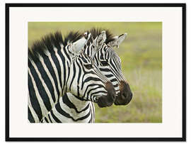 Gerahmter Kunstdruck Nahaufnahme von zwei Zebras, Ngorongoro, Tansania
