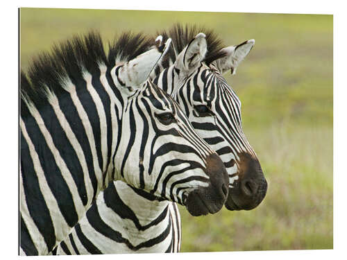 Galleriprint Close-up of two zebras, Ngorongoro, Tanzania