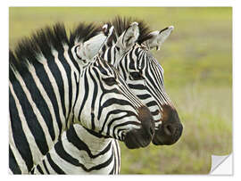 Selvklebende plakat Close-up of two zebras, Ngorongoro, Tanzania