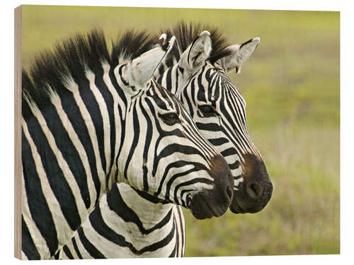 Hout print Close-up of two zebras, Ngorongoro, Tanzania