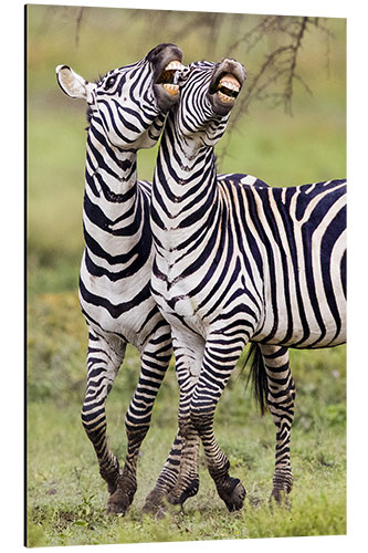 Tableau en aluminium Two burchell's zebras, Ngorongoro, Tanzania