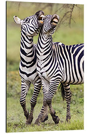 Tableau en aluminium Two burchell's zebras, Ngorongoro, Tanzania