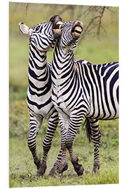 Tableau en PVC Two burchell's zebras, Ngorongoro, Tanzania