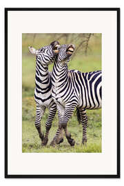 Gerahmter Kunstdruck Zwei Burchell's Zebras, Ngorongoro, Tansania
