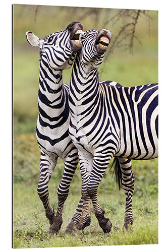 Gallery print Two burchell's zebras, Ngorongoro, Tanzania