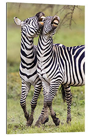 Gallery print Two burchell&#039;s zebras, Ngorongoro, Tanzania