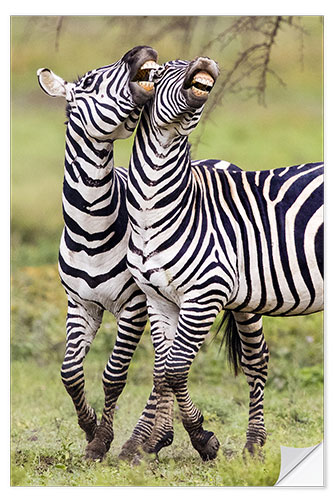 Selvklebende plakat Two burchell's zebras, Ngorongoro, Tanzania