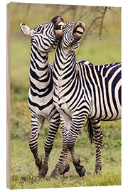 Wood print Two burchell&#039;s zebras, Ngorongoro, Tanzania