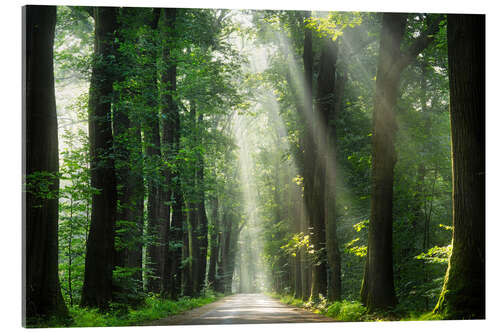 Acrylic print Gorgeous morning in a Dutch forest