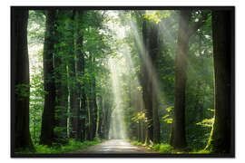 Gerahmter Kunstdruck Wunderschöner Morgen in einem niederländischen Wald