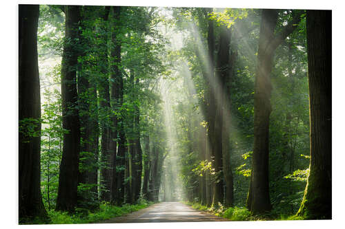 Hartschaumbild Wunderschöner Morgen in einem niederländischen Wald