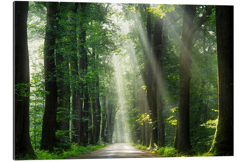 Tableau en plexi-alu Gorgeous morning in a Dutch forest