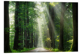 Magnettafel Wunderschöner Morgen in einem niederländischen Wald