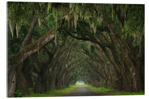 Akrylglastavla Alley of moss trees, Louisiana