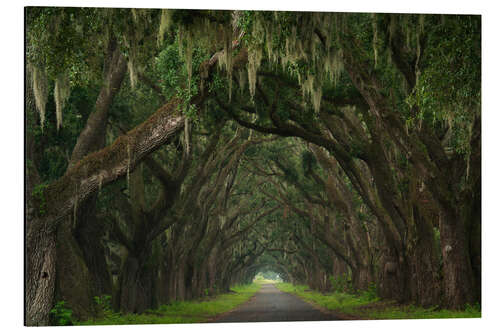 Aluminiumsbilde Alley of moss trees, Louisiana