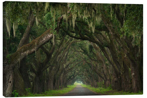 Canvas print Alley of moss trees, Louisiana