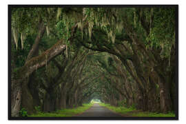 Gerahmter Kunstdruck Allee mit Louisianamoos