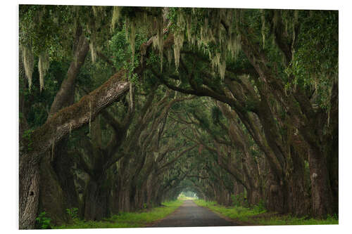 Print på skumplade Alley of moss trees, Louisiana