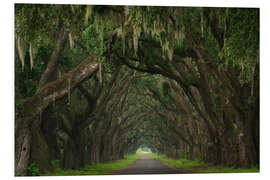 Foam board print Alley of moss trees, Louisiana