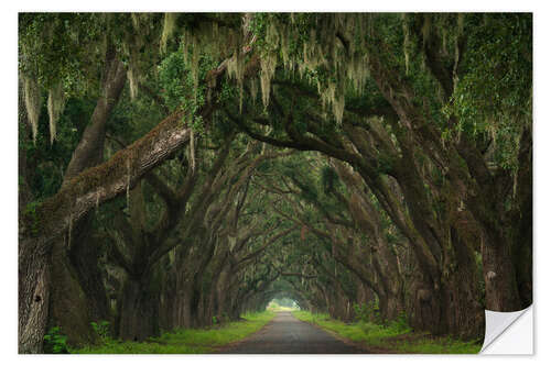 Autocolante decorativo Alley of moss trees, Louisiana