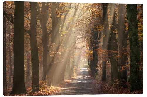 Stampa su tela Sunrays shine through autumn leaves