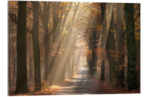 Tableau en plexi-alu Sunrays shine through autumn leaves