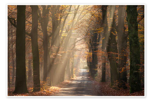 Poster Sunrays shine through autumn leaves