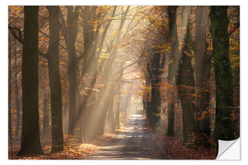 Sticker mural Sunrays shine through autumn leaves