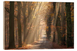 Wood print Sunrays shine through autumn leaves