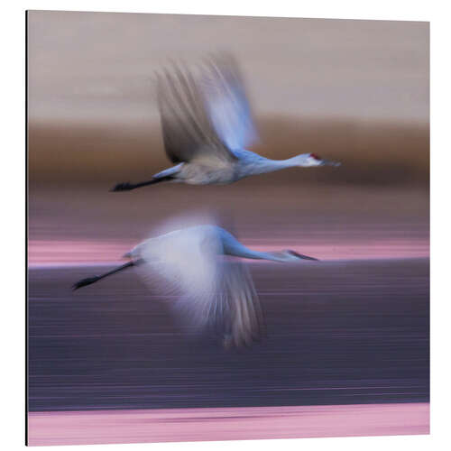 Stampa su alluminio Sandhill cranes flying over lake, New Mexico