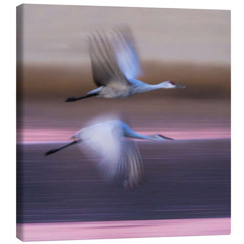 Leinwandbild Sandhill-Kraniche fliegen über den See, New Mexico