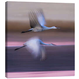 Leinwandbild Sandhill-Kraniche fliegen über den See, New Mexico