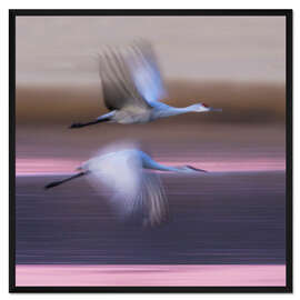 Gerahmter Kunstdruck Sandhill-Kraniche fliegen über den See, New Mexico