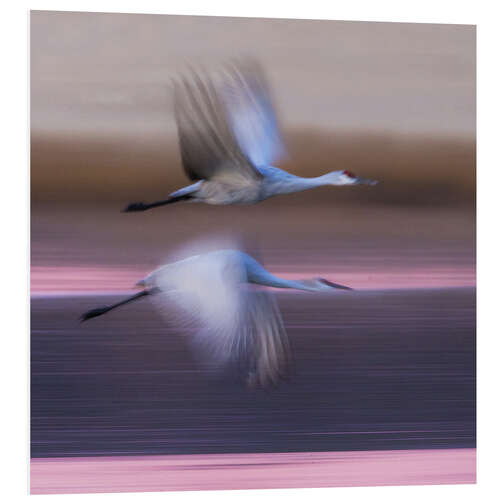 Foam board print Sandhill cranes flying over lake, New Mexico