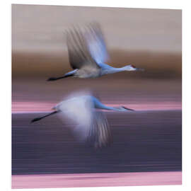 Foam board print Sandhill cranes flying over lake, New Mexico