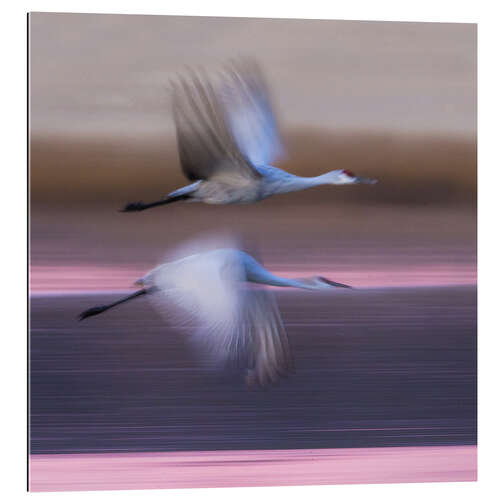 Quadro em plexi-alumínio Sandhill cranes flying over lake, New Mexico