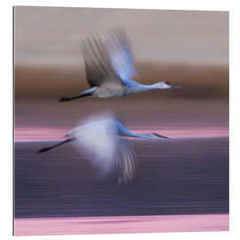 Quadro em plexi-alumínio Sandhill cranes flying over lake, New Mexico