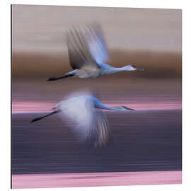 Magnettafel Sandhill-Kraniche fliegen über den See, New Mexico