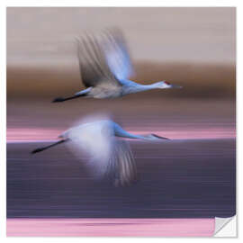 Vinilo para la pared Sandhill cranes flying over lake, New Mexico