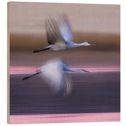 Obraz na drewnie Sandhill cranes flying over lake, New Mexico