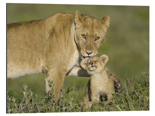 Print på aluminium Lioness playing with her cub, Tanzania